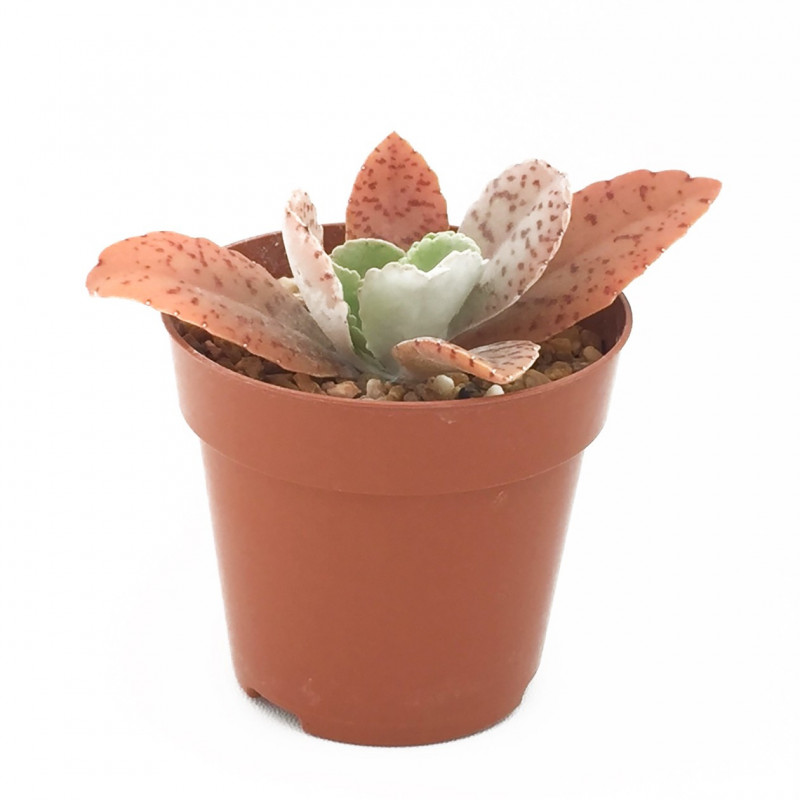 Kalanchoe gastonis-bonnieri