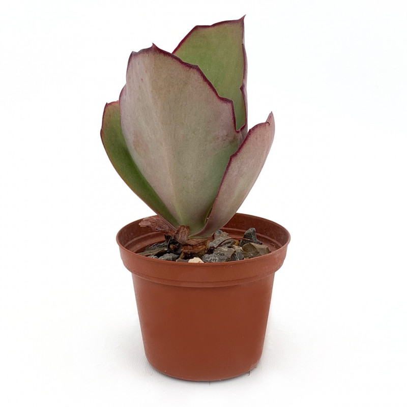 Kalanchoe synsepala