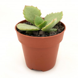 Kalanchoe tetraphylla