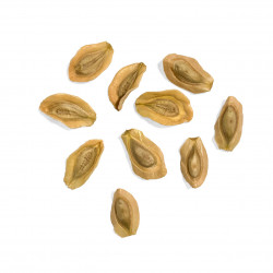 Monolluma quadrangula