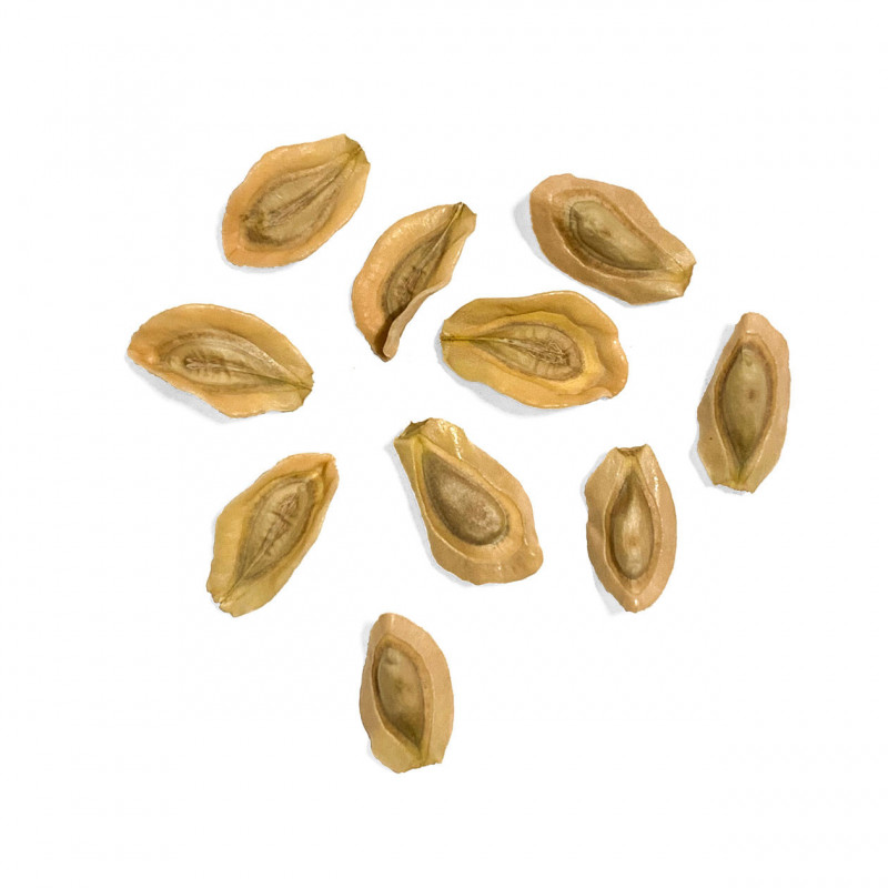 Monolluma quadrangula