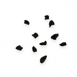 Ornithogalum fimbrimarginatum