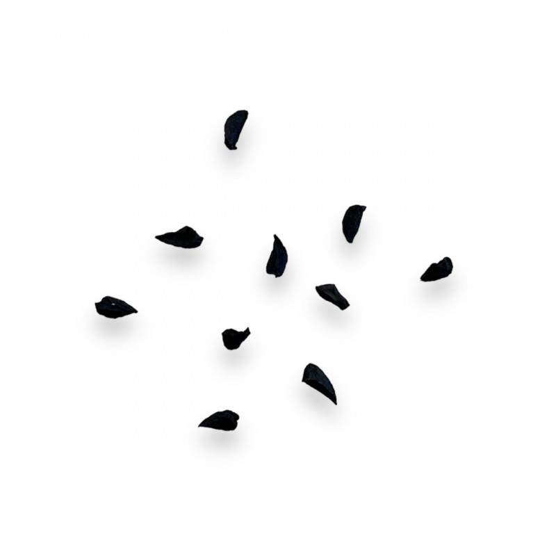 Ornithogalum thyrsoides