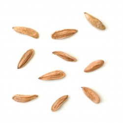 Pachypodium horombense