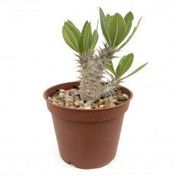 Pachypodium horombense