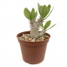 Pachypodium horombense