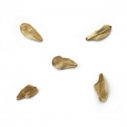 Pachypodium rutenbergianum