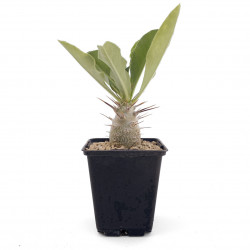 Pachypodium saundersii