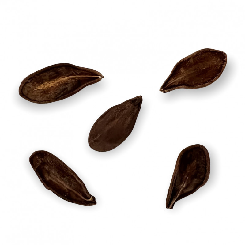 Pachypodium sofiense