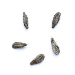 Pachypodium succulentum