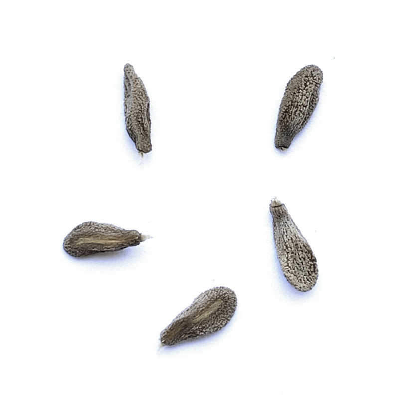 Pachypodium succulentum