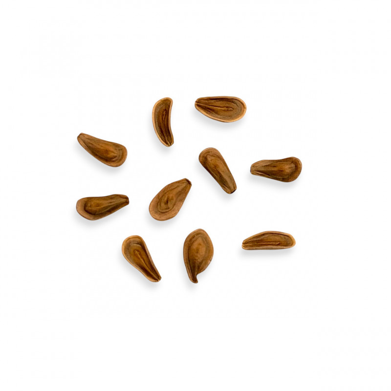 Piaranthus cf. punctatus