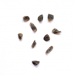 Aloe barbara-jeppeae