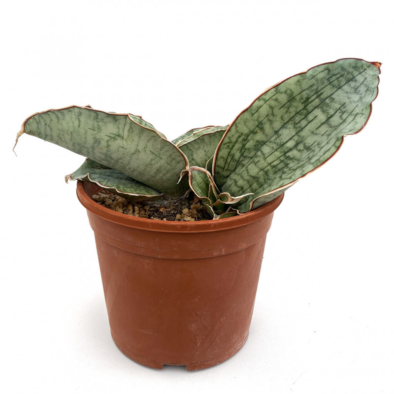 Sansevieria bhitalae