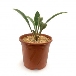 Sansevieria concinna LAV5933