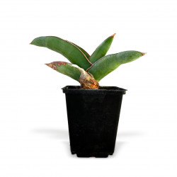 Sansevieria dhofarica