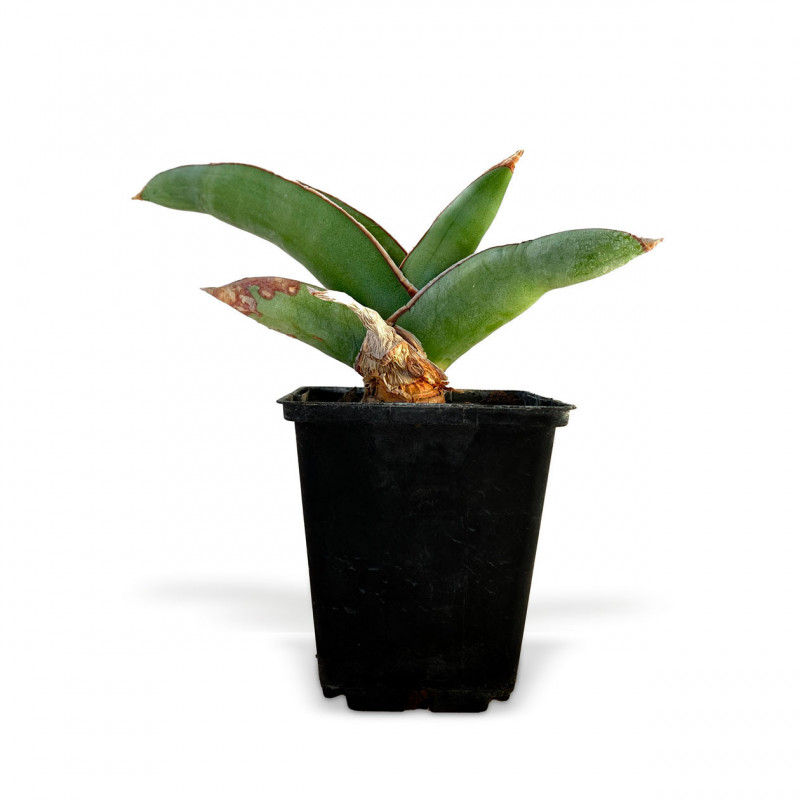 Sansevieria dhofarica