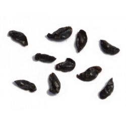 Schizobasis intricata