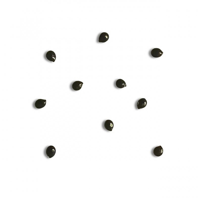 Talinum portulacifolium