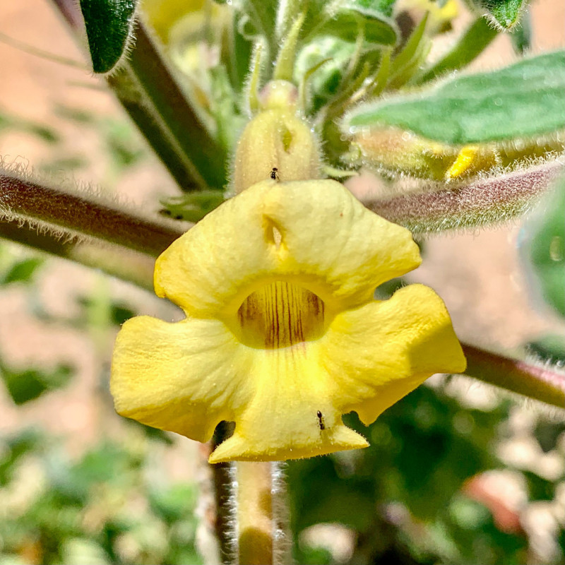 Uncarina roeoesliana