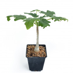 Uncarina roeoesliana