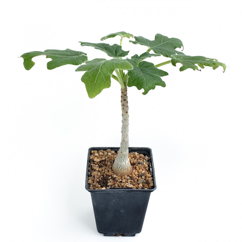 Uncarina roeoesliana