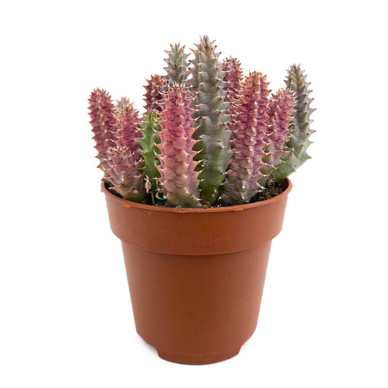 × Staparesia meintjesii