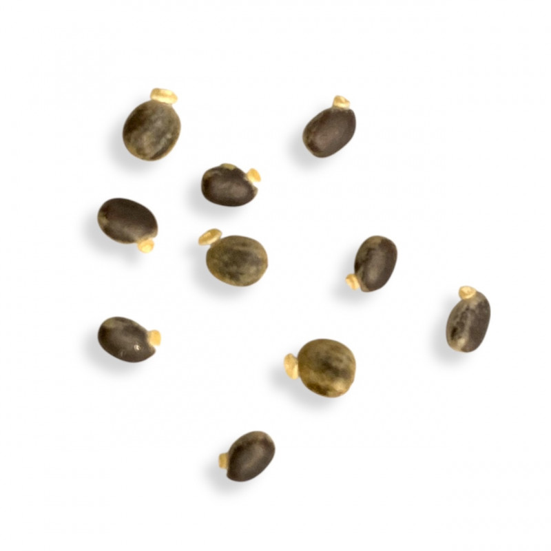 Euphorbia dendroides