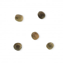 Euphorbia viguieri var. capuroniana