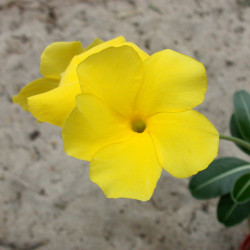 Pachypodium cactipes