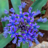 Scilla peruviana