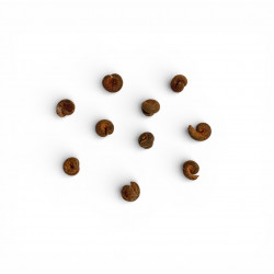 Cochlospermum vitifolium