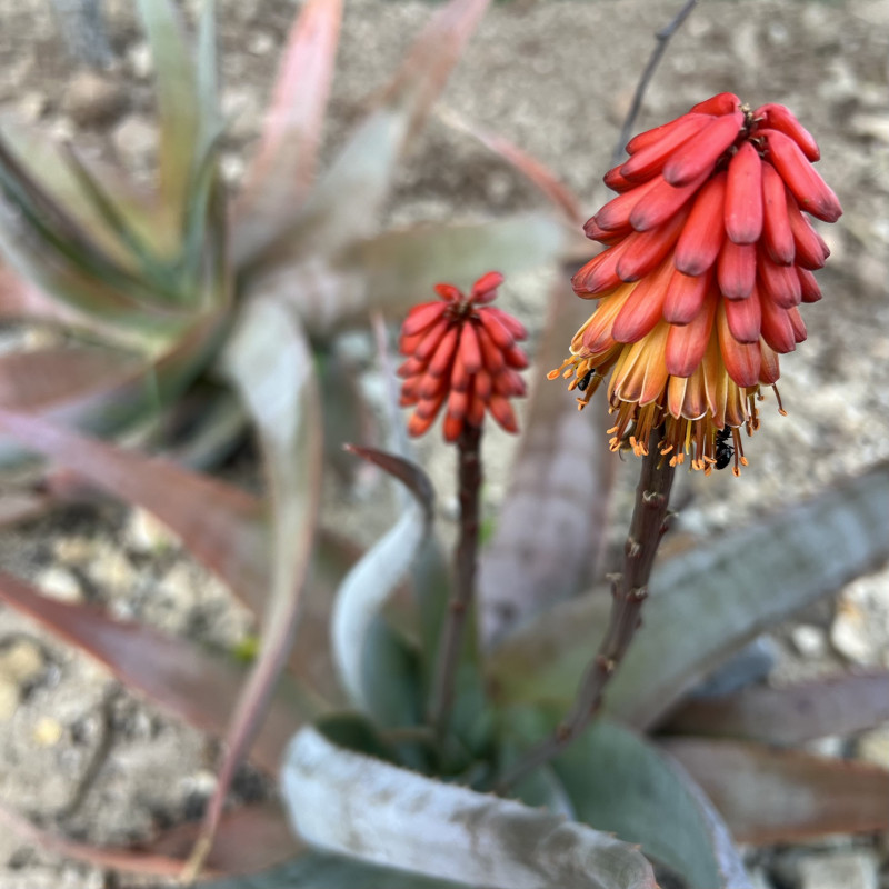 Aloe teissieri