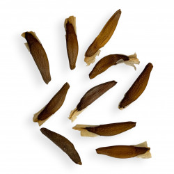 Gerrardanthus macrorhizus