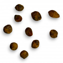 Commiphora monstruosa