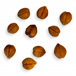 Commiphora wightii