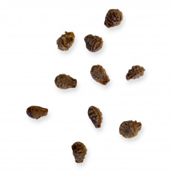 Corallocarpus bainesii