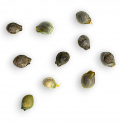 Ibervillea tenuisecta