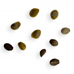 Kedrostis africana