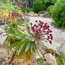 Euphorbia atropurpurea