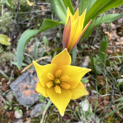 Tulipa sylvestris subsp. australis