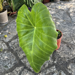 Remusatia vivipara