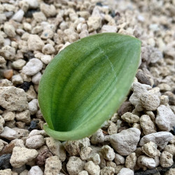 Eriospermum adpressifolium