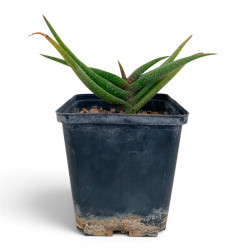 Aloe irafensis
