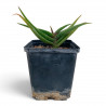 Aloe irafensis