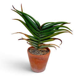 Aloe irafensis