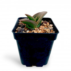 Aloe fleurentiniorum