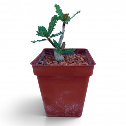 Boswellia nana