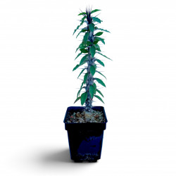 Euphorbia gigantea