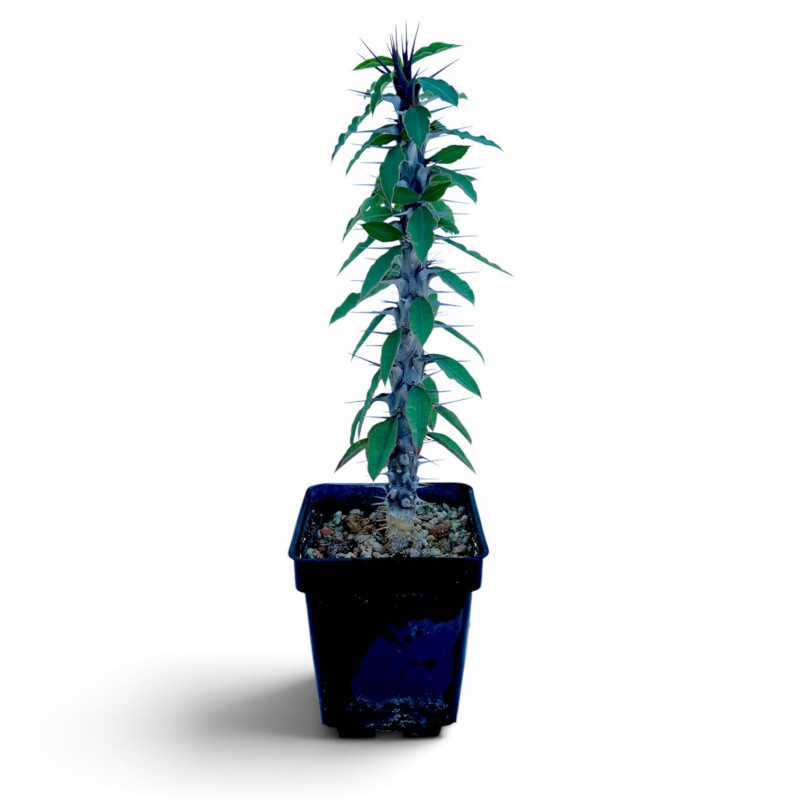 Euphorbia gigantea